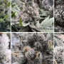 Cannabis seeds Trainwreck from Barney's Farm